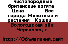 чистопородные британские котята › Цена ­ 10 000 - Все города Животные и растения » Кошки   . Вологодская обл.,Череповец г.